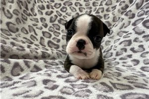 Kevin - Boston Terrier for sale