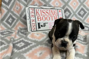 Chester - Boston Terrier for sale