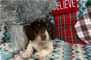 Bianca - Dachshund, Mini for sale