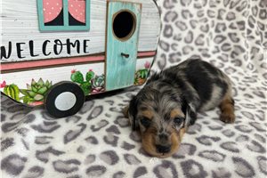Archer - Dachshund, Mini for sale