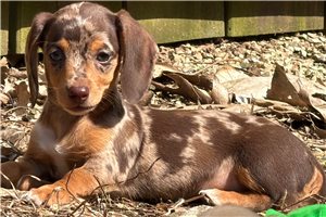 Tatiana - Dachshund, Mini for sale