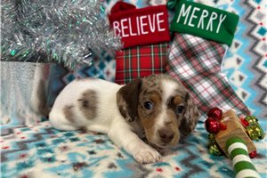 Bethany - Dachshund, Mini for sale