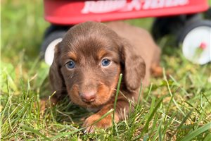 Lucian - puppy for sale