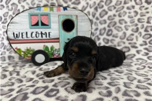 Allison - Dachshund, Mini for sale