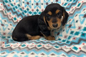 Knox - Dachshund, Mini for sale