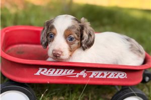 Lori - Dachshund, Mini for sale