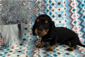 Zach - puppy for sale