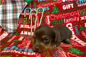 Zinc - puppy for sale