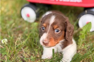 Leopold - Mini Dachshund for sale