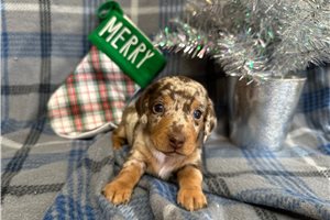 Bailey - Dachshund, Mini for sale