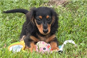 Newton - Dachshund, Mini for sale
