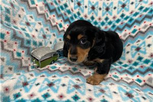 Karter - Dachshund, Mini for sale