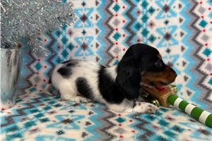 Zeke - Dachshund, Mini for sale