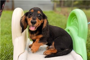 Newton - Dachshund, Mini for sale