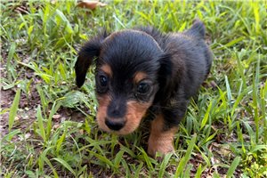 Newton - Dachshund, Mini for sale