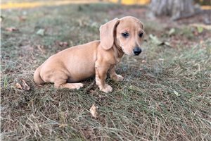Donald - puppy for sale