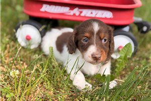 Leopold - Dachshund, Mini for sale