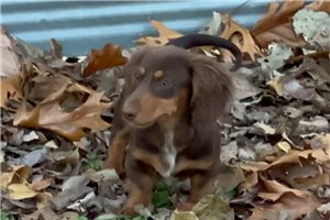 Tristan - Dachshund, Mini for sale