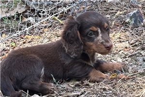 Titus - Dachshund, Mini for sale