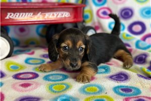 Jackie - puppy for sale