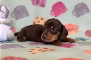 Declan - puppy for sale