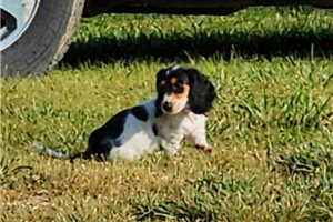Noble - Dachshund for sale