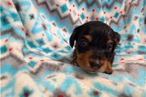 Shasta - puppy for sale