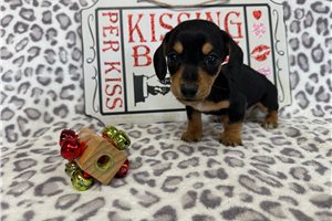 Daffy - Tweenie Dachshund for sale
