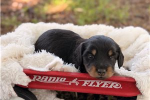 Ramona - Dachshund, Tweenie for sale