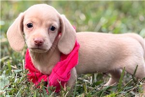 Dudley - puppy for sale