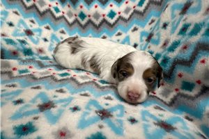 Lori - puppy for sale