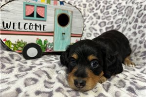Karter - Dachshund, Mini for sale