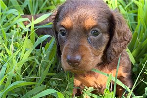 Genevieve - Tweenie Dachshund for sale