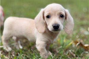 Daffodil - puppy for sale