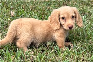 Harris - Dachshund, Tweenie for sale
