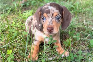Tatiana - Mini Dachshund for sale