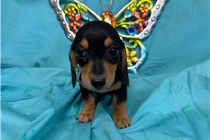 Dash - puppy for sale