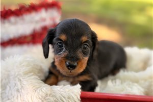 Nyla - puppy for sale