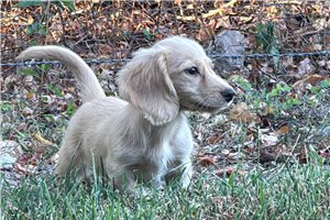 Harper - Tweenie Dachshund for sale
