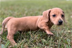 Donald - Dachshund, Mini for sale