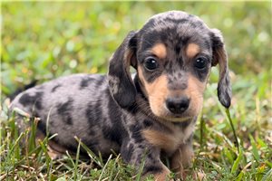 Daniel - puppy for sale