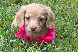 Harley - Dachshund, Tweenie for sale