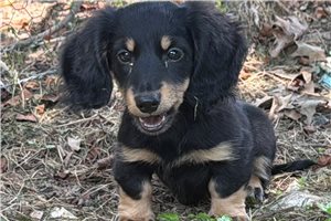 Ramona - Dachshund, Tweenie for sale