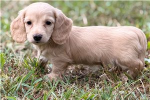 Doris - puppy for sale