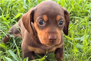Geraldine - puppy for sale