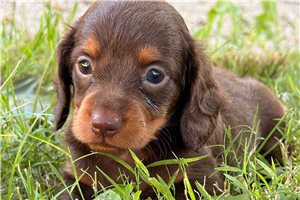 Gertrude - Tweenie Dachshund for sale