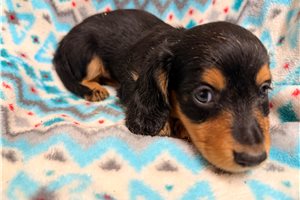 Valentino - puppy for sale