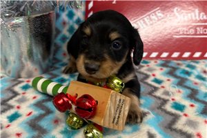 Chuck - Dachshund, Tweenie for sale