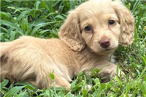 Harris - Dachshund, Tweenie for sale