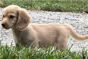 Harper - Dachshund, Tweenie for sale